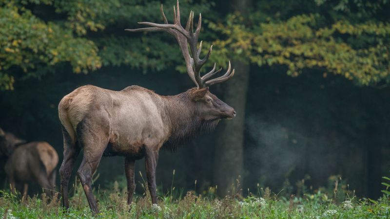 What Sets Elk Leather Apart From Other Types of Leather